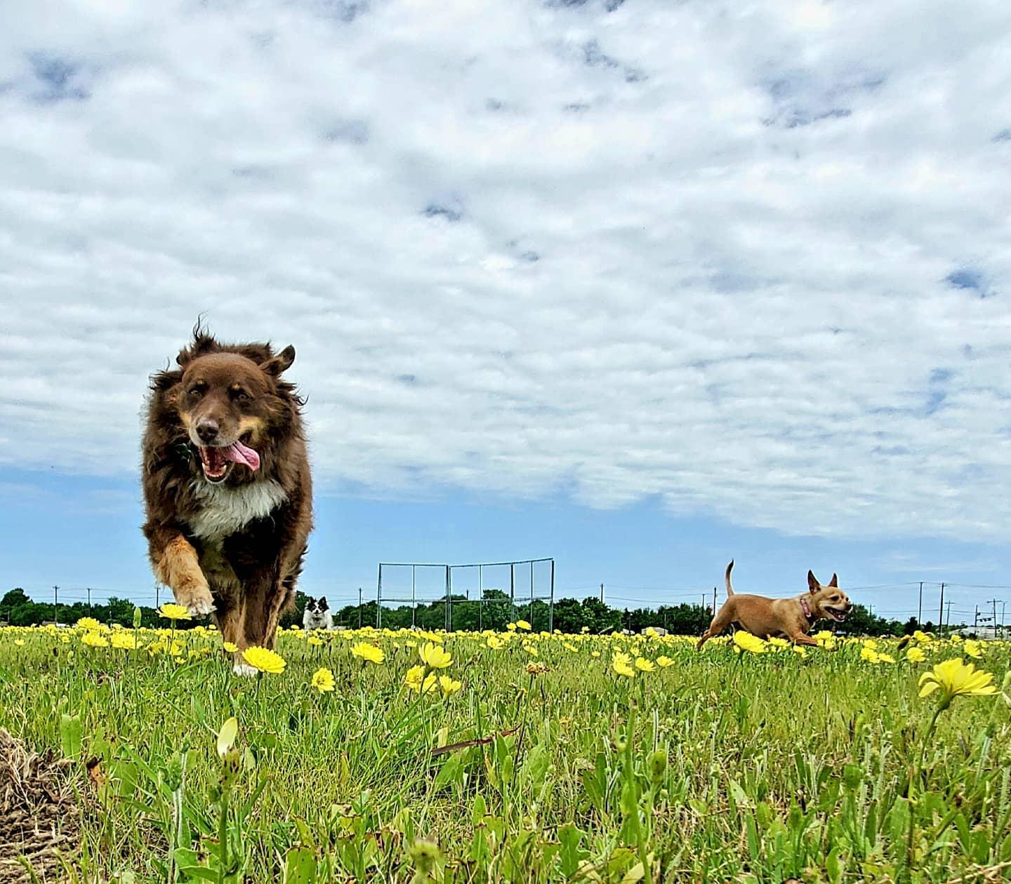 a dog running through a field