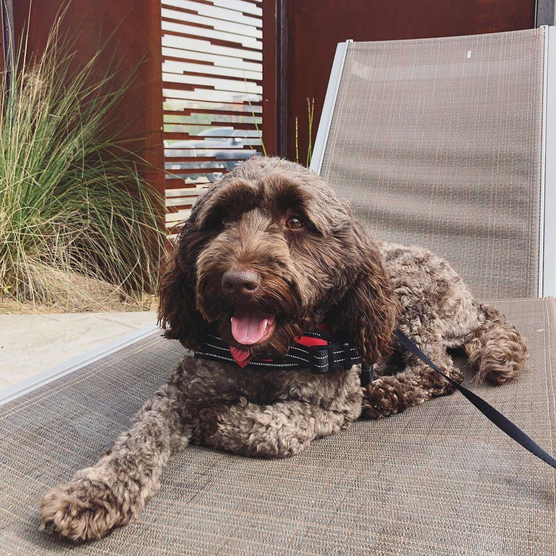 a dog sitting on a lounge chair