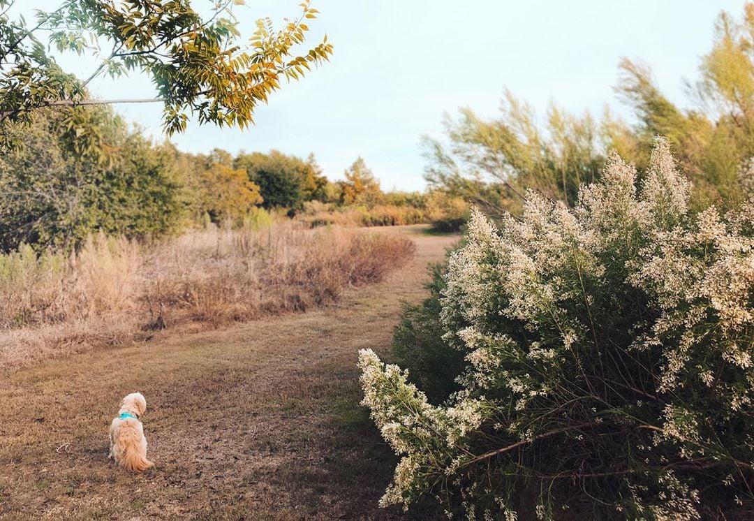 a dog sitting on a trail