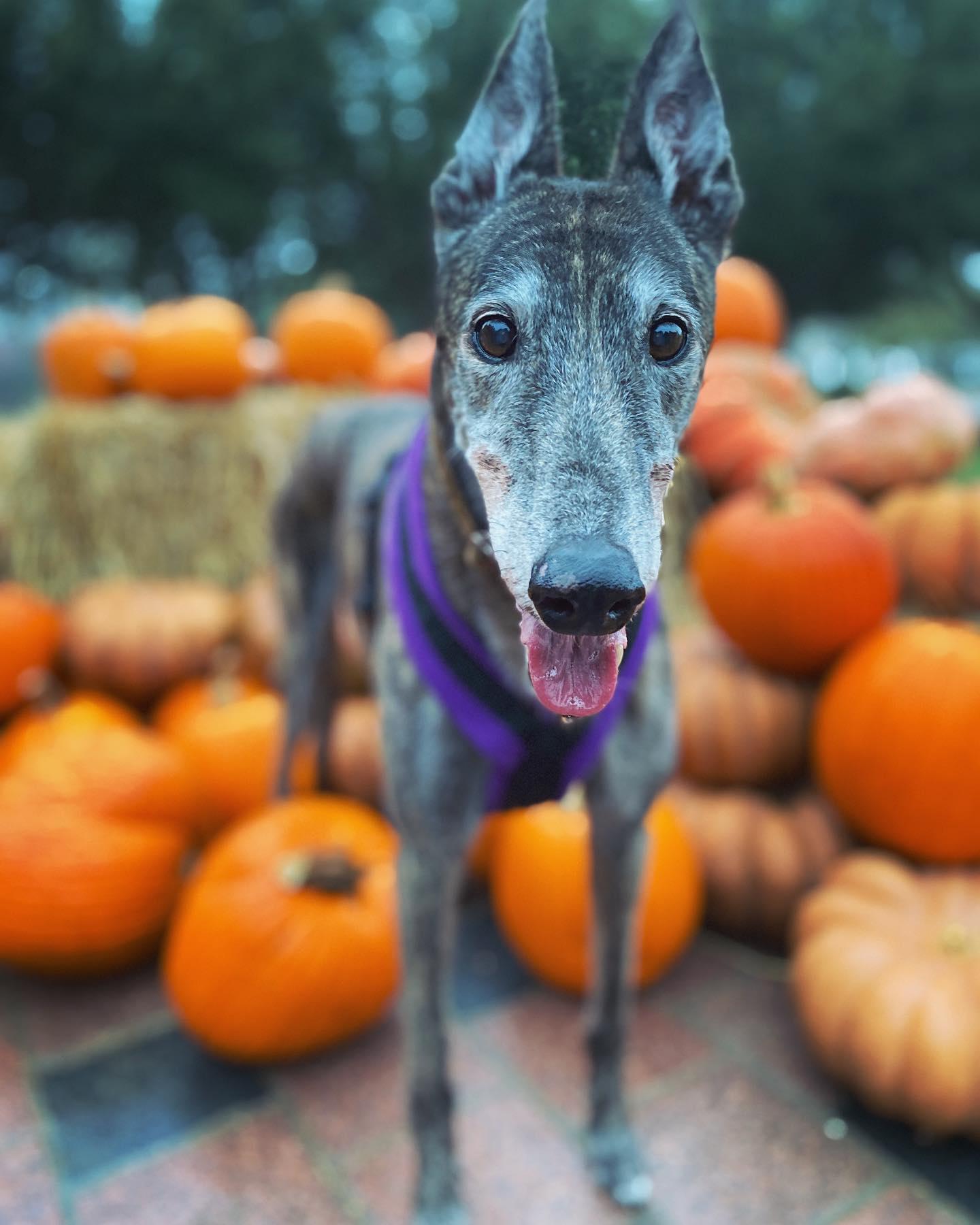 A greyhound dog in front of a bunch of pumpkins