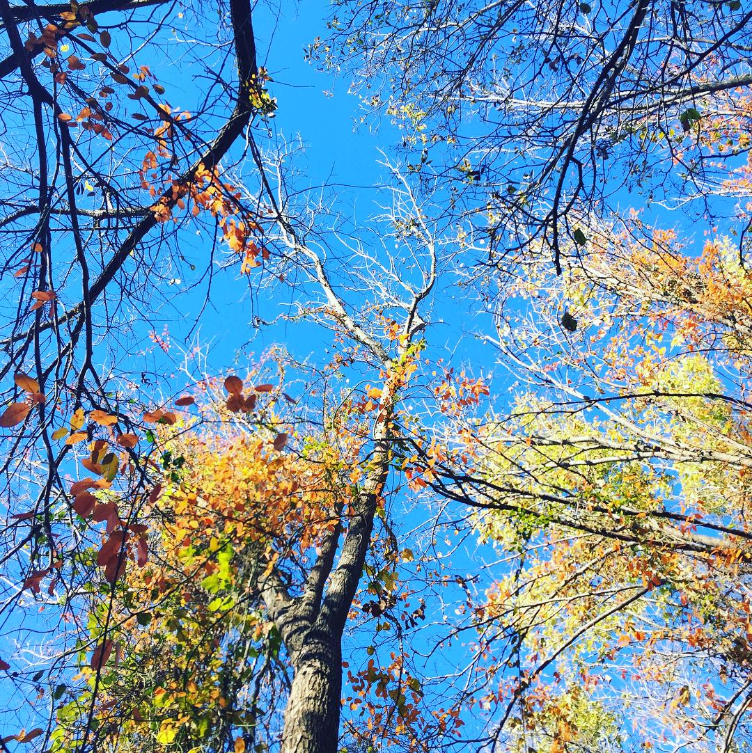 Treetops with the sky peaking through